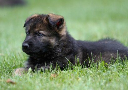 United Schutzhund Clubs of America | German Shepherd Dog Trainers ...