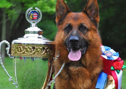 champion german shepherd