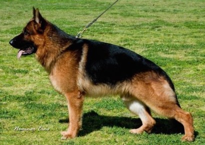 United Schutzhund Clubs of America | German Shepherd Dog Trainers ...